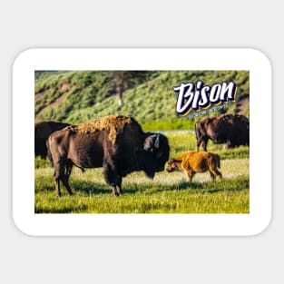 Bison at Yellowstone Sticker